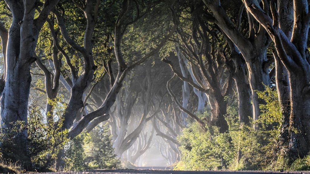 The Dark Hedges